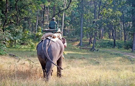 Bandhavgarh Elephant Safari Cost