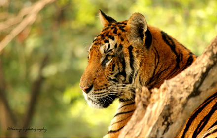 Best Safari Cost Kanha National Park