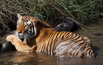 Economical Tour Packages Kanha National Park