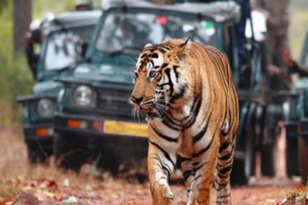 Jungle Safari Bandhavgarh