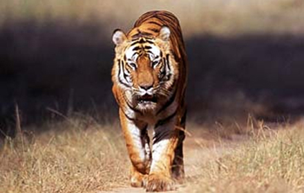 Jungle Safari Cost Kanha National Park