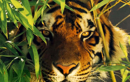 Tour Packages for Bandhavgarh Tour Packages for Bandhavgarh