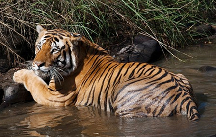 how to reach bandhavgarh national park