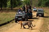 madhya pradesh Wildlife Tours